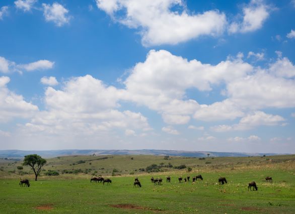 Mount Savannah Game Reserve