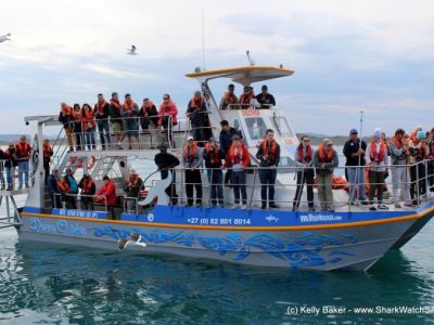 Dyer Island Cruises - Boat Based Whale Watching & Marine Big 5 Eco Trips