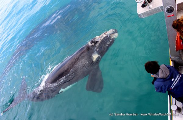 Dyer Island Cruises - Boat Based Whale Watching & Marine Big 5 Eco Trips