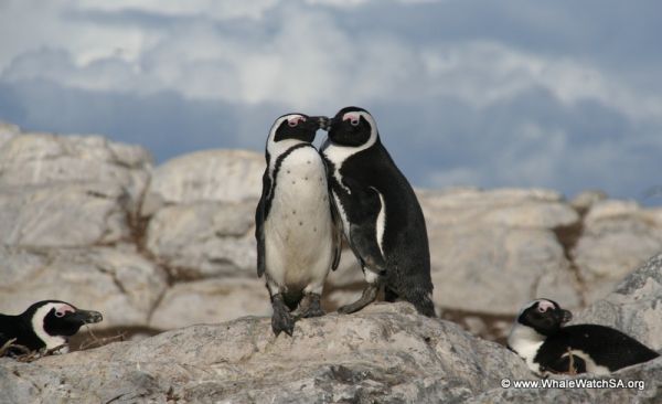 Dyer Island Cruises - Boat Based Whale Watching & Marine Big 5 Eco Trips