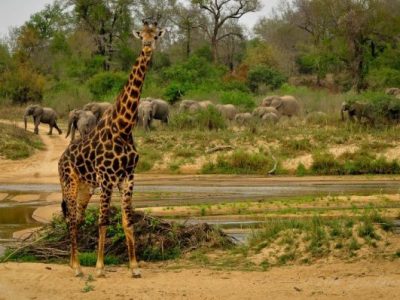 Inyati Game Lodge