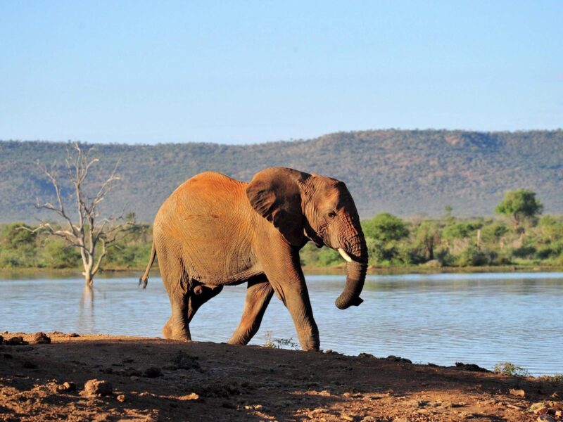 Madikwe River Lodge