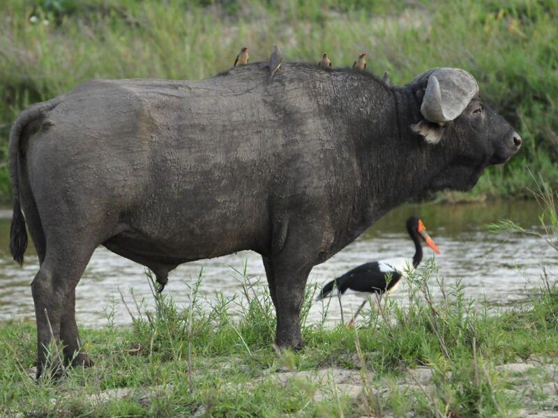 Inyati Game Lodge Sabi Sand Nature Reserve