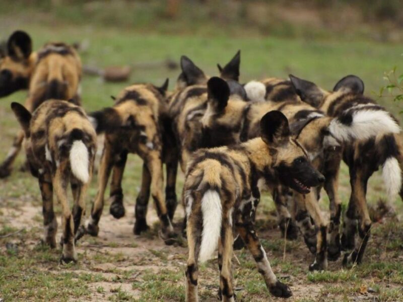 Inyati Game Lodge Sabi Sand Nature Reserve